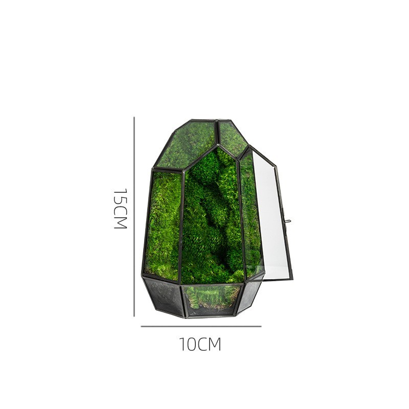Green Plant Ecological Bottle Potted Plants